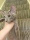 Oriental Shorthair Cats for sale in Los Angeles, CA, USA. price: $350