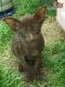 Oriental Shorthair Cats for sale in NJ-17, Paramus, NJ 07652, USA. price: NA