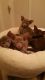 Oriental Shorthair Cats for sale in Colorado Springs, CO, USA. price: NA