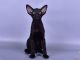 Oriental Shorthair Cats for sale in Richmond, VA, USA. price: $1,200