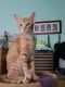 Oriental Shorthair Cats for sale in Brooklyn, NY, USA. price: NA
