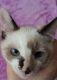 Oriental Shorthair Cats for sale in Minnetonka, MN 55345, USA. price: $250