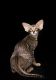 Oriental Shorthair Cats for sale in Fairfield, PA 17320, USA. price: NA