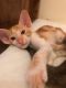 Oriental Shorthair Cats for sale in Los Angeles, CA, USA. price: NA