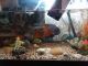 Oscar Fishes for sale in Simpsonville, SC, USA. price: NA