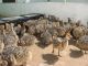 Ostrich Birds for sale in Oklahoma City, OK, USA. price: NA