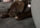 Other Puppies for sale in Dayton, OH, USA. price: $300
