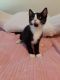 Other Cats for sale in Live Oak, FL, USA. price: $50