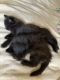 Other Cats for sale in Vancouver, WA, USA. price: $140