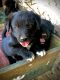 Other Puppies for sale in 12122 W 800 S, Redkey, IN 47373, USA. price: $500
