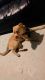Other Puppies for sale in 3811 Flowerton Rd, Baltimore, MD 21229, USA. price: $350