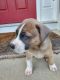 Other Puppies for sale in Shelton, CT 06484, USA. price: NA