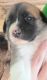 Other Puppies for sale in Leighton, AL 35646, USA. price: $400