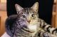 Other Cats for sale in Douglasville, GA, USA. price: $55