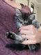 Other Cats for sale in Taylor, TX, USA. price: NA