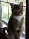 Other Cats for sale in Walden, NY 12586, USA. price: $150