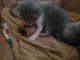 Other Cats for sale in Pontiac, MI 48341, USA. price: NA