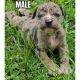 Other Puppies for sale in Jonesboro, GA, USA. price: NA