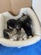 Other Cats for sale in Battle Ground, WA, USA. price: NA
