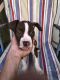 Other Puppies for sale in Dunkirk, NY 14048, USA. price: $350