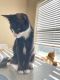 Other Cats for sale in New Port Richey, FL, USA. price: $60