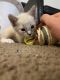 Other Cats for sale in Vancouver, WA 98661, USA. price: $100