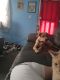 Other Puppies for sale in Dayton, OH, USA. price: $60