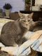 Other Cats for sale in Oregon City, OR 97045, USA. price: NA