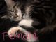Other Cats for sale in Harriman, TN 37748, USA. price: NA