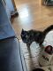 Other Cats for sale in Goffstown, NH, USA. price: NA