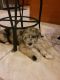 Other Puppies for sale in Barnegat Township, NJ, USA. price: $3,500