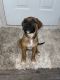 Other Puppies for sale in Baltimore, MD, USA. price: $500