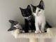 Other Cats for sale in Redmond, WA, USA. price: NA