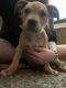 Other Puppies for sale in Oklahoma City, OK, USA. price: $800
