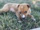 Other Puppies for sale in Orland Park, IL, USA. price: $2,500