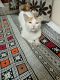 Other Cats for sale in Sector 2, HSR Layout, Bengaluru, Karnataka, India. price: NA