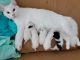 Other Cats for sale in Brandon, FL, USA. price: NA