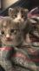 Other Cats for sale in New Bedford, MA, USA. price: $300