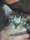 Other Cats for sale in 5287 Lyndale Cir, Forest Park, GA 30297, USA. price: $10
