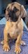 Other Puppies for sale in St Charles, MO, USA. price: NA