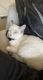 Other Cats for sale in Oxnard, CA 93035, USA. price: $350