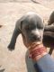 Other Puppies for sale in Dichaon Kalan, Delhi, India. price: 20000 INR
