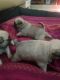 Other Puppies for sale in Gomti Nagar, Lucknow, Uttar Pradesh, India. price: 13500 INR
