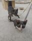 Other Cats for sale in Khora Colony, Sector 62A, Noida, Uttar Pradesh, India. price: 10000 INR