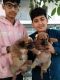 Other Puppies for sale in Gurugram, Haryana, India. price: 122001 INR