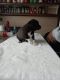Other Puppies for sale in Highland Park, MI 48203, USA. price: NA