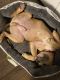 Other Puppies for sale in Englewood, CO 80112, USA. price: NA