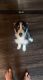 Other Puppies for sale in Chillicothe, OH 45601, USA. price: $600