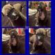 Other Puppies for sale in Washington, NC, USA. price: $350