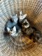 Other Cats for sale in Lathrop, CA, USA. price: NA
